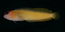 tn_Omyps_u0.jpg