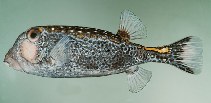 tn_Osmel_m4.jpg