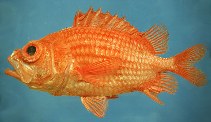 tn_Osspp_u0.jpg