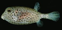 tn_Osspp_u5.jpg