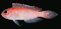 tn_Owspp_u0.jpg