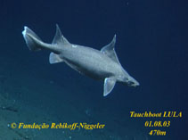 Image of Oxynotus paradoxus (Sailfin roughshark)