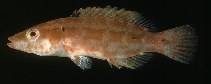 tn_Oxspp_u5.jpg
