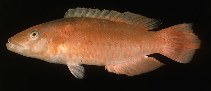 tn_Oxspp_u8.jpg