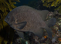 Image of Parma alboscapularis (Black scalyfin)