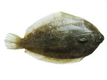 Image of Pelotretis flavilatus (Southern lemon sole)