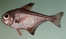 tn_Pespp_u7.jpg