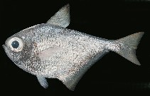 tn_Pespp_u8.jpg
