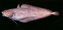 tn_Phspp_u2.jpg