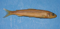 Image of Plecoglossus altivelis altivelis (Ayu sweetfish)