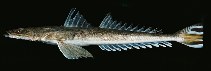 Image of Platycephalus indicus (Bartail flathead)