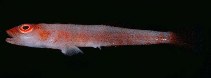 tn_Plspp1u8.jpg
