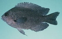 tn_Poaqu_u7.jpg