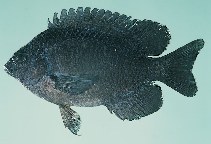 tn_Poaqu_u8.jpg