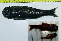 Image of Poromitra megalops 