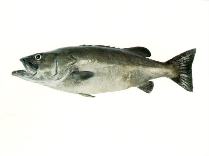 Image of Polyprion oxygeneios (Hapuku wreckfish)