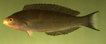 tn_Psaur_u0.jpg