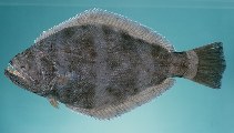 tn_Psspp1u5.jpg