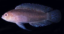 tn_Psspp1u8.jpg