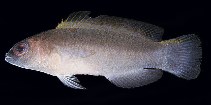tn_Psspp1u9.jpg