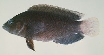 tn_Psspp1uf.jpg