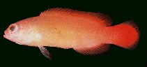 tn_Psspp2u0.jpg