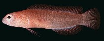 tn_Psspp3u0.jpg