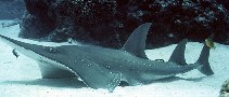 tn_Rhspp_u0.jpg