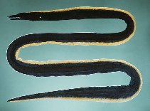 tn_Rhspp_u1.jpg