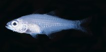 tn_Rhspp_u6.jpg