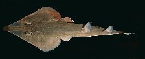 tn_Rhspp_ud.jpg
