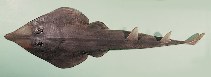 tn_Rhspp_uf.jpg
