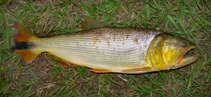 Image of Salminus brasiliensis (Dorado)