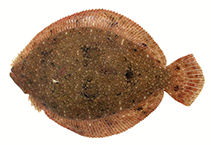 Image of Scophthalmus rhombus (Brill)