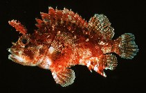 tn_Scspp1u1.jpg