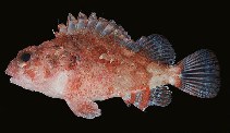tn_Scspp1u3.jpg