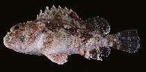 tn_Scspp1u5.jpg