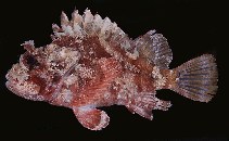 tn_Scspp1u6.jpg
