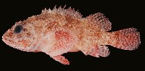 tn_Scspp1u8.jpg