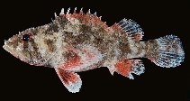 tn_Scspp1u9.jpg