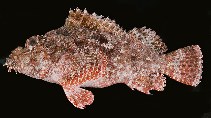 tn_Scspp2u8.jpg