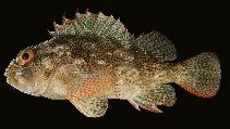 tn_Sespp_u5.jpg