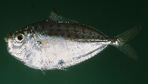tn_Sespp_u9.jpg