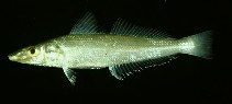 tn_Sispp_u6.jpg