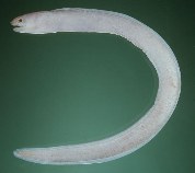 tn_Sispp_u7.jpg