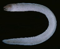 tn_Sispp_u8.jpg