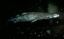 Image of Somniosus microcephalus (Greenland shark)