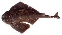 Image of Squatina argentina (Argentine angelshark)