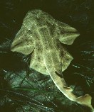 Image of Squatina squatina (Angelshark)