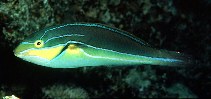 tn_Stalb_m0.jpg